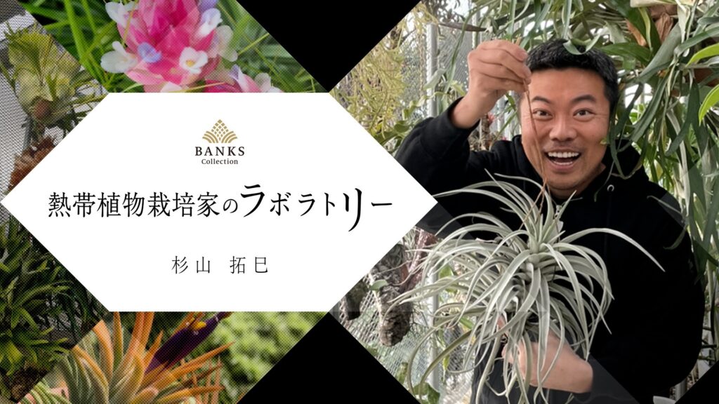 熱帯植物栽培家 杉山プロデュース 植物 活力剤 BLACKWATER ブラックウォーター 50ml バンクスコレクション  ベランダカフェDesignWorks 熱帯植物栽培家 杉山プロデュース 植物 活力剤 BLACKWATER ブラックウォーター 50ml  バンクスコレクション